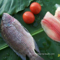 High Quality Frozen Whole Black Tilapia For Sale